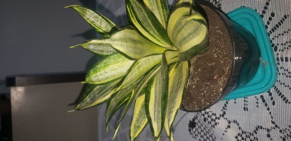 Identificação da planta Espada de são jorge por foto