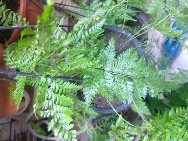 Identificação da planta Renda Portuguesa por foto
