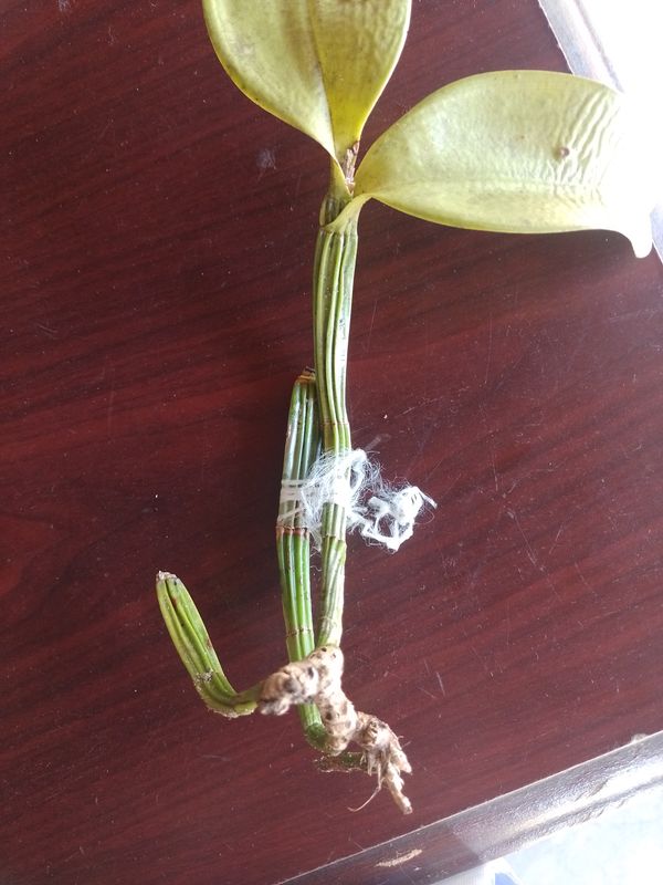 Identificação da planta Olho-de-boneca por foto