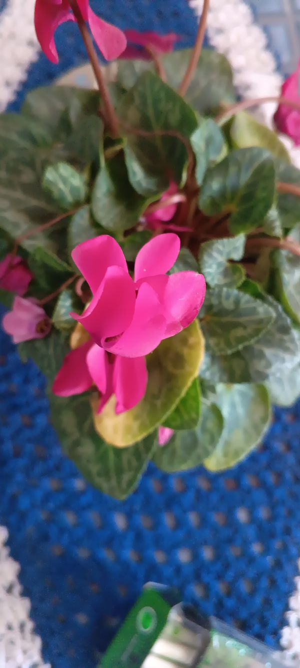 Identificação da planta Ciclame por foto