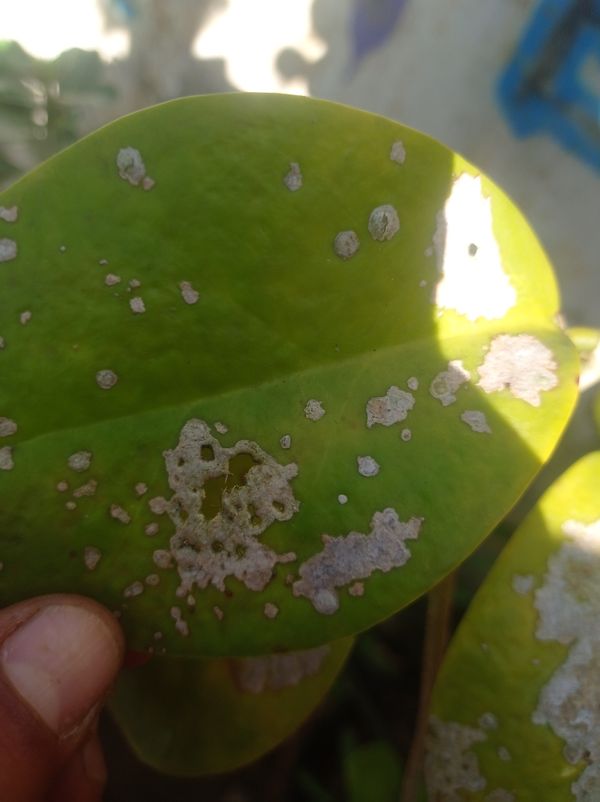 Identificação da planta Flor-de-cera por foto