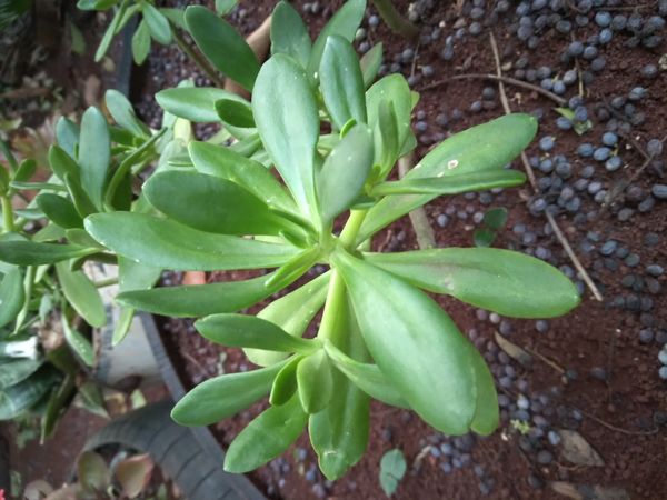 Identificação da planta Rabo-de-burro por foto