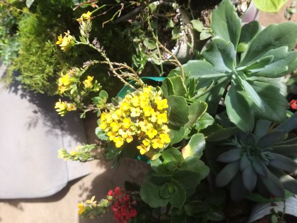 Identificação da planta Flor da fortuna por foto
