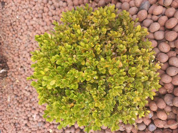 Identificação da planta Buxinho por foto