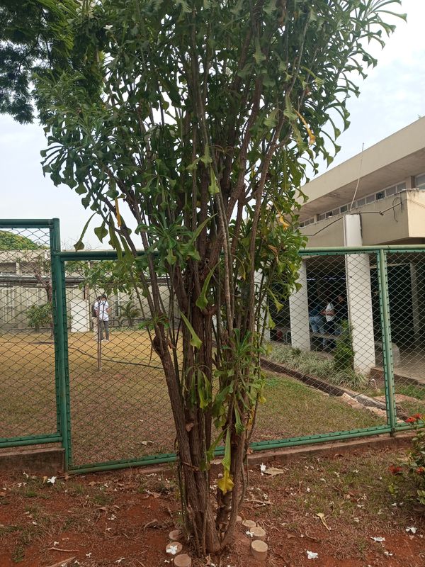 Identificação da planta Véu de noiva por foto