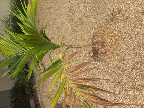 Identificação da planta Palmeira por foto