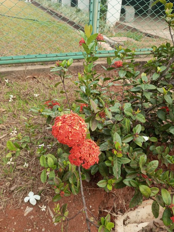 Identificação da planta Ixora por foto