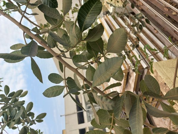 Identificação da planta Aroeira por foto
