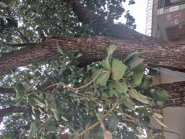 Identificação da planta Carvalho mexicano por foto