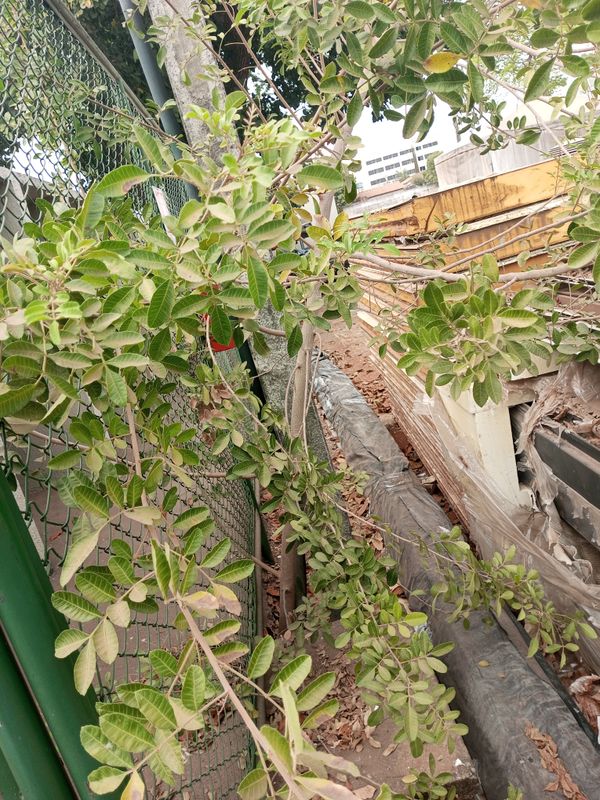 Identificação da planta Aroeira por foto