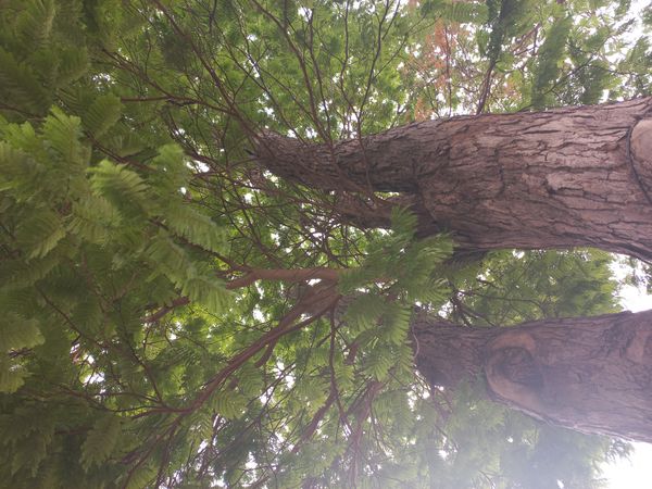 Identificação da planta Ipê-amarelo por foto