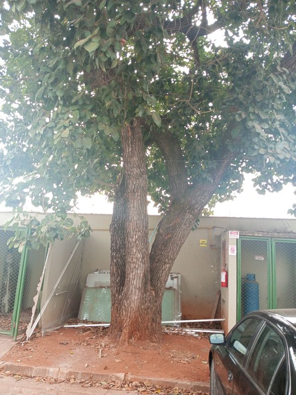 Identificação da planta Carvalho mexicano por foto