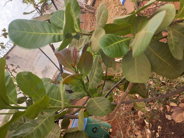 Identificação da planta Caju por foto