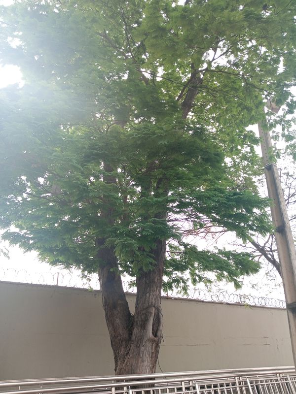 Identificação da planta Sibipiruna por foto