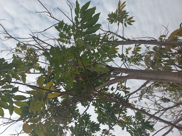 Identificação da planta Cedro-australiano por foto
