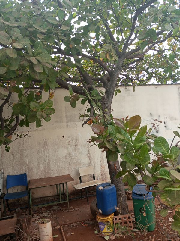 Identificação da planta Caju por foto