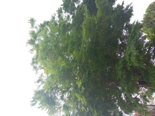 Identificação da planta Sibipiruna por foto