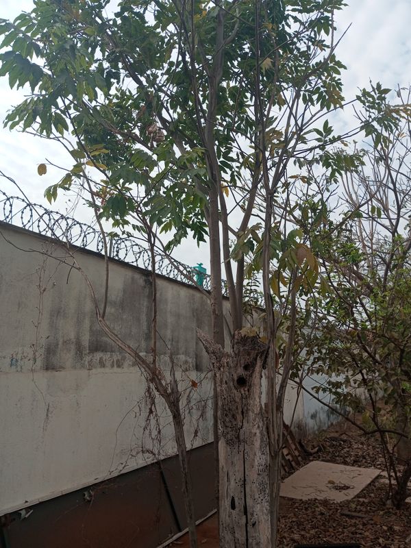 Identificação da planta Glicínia por foto