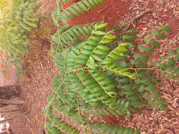 Identificação da planta Chuva-de-ouro por foto