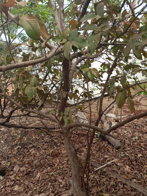 Identificação da planta Goiabeira por foto