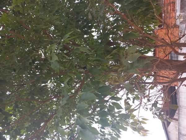 Identificação da planta Ipê-roxo por foto