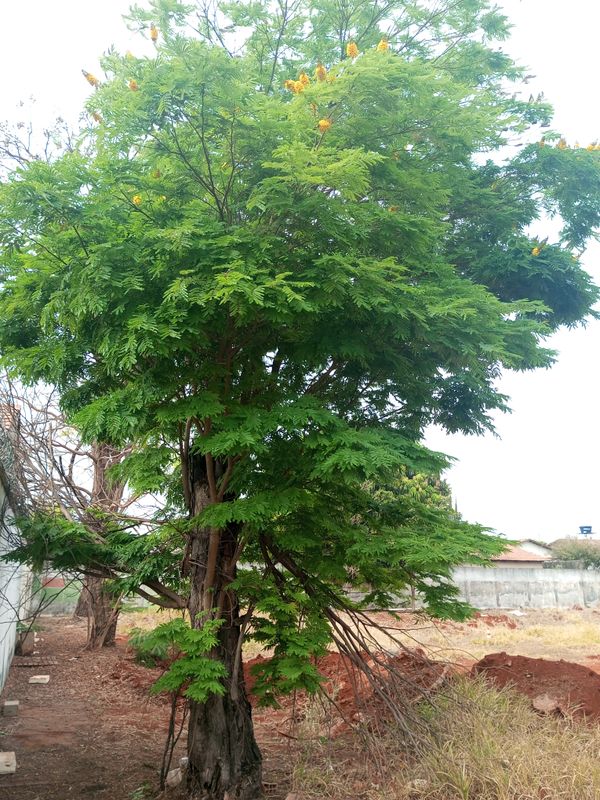 Identificação da planta Sibipiruna por foto