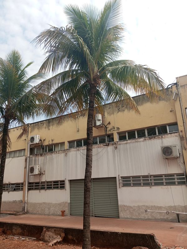 Identificação da planta Coqueiro por foto