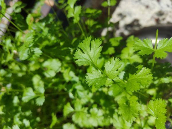 Identificação da planta Coentro por foto