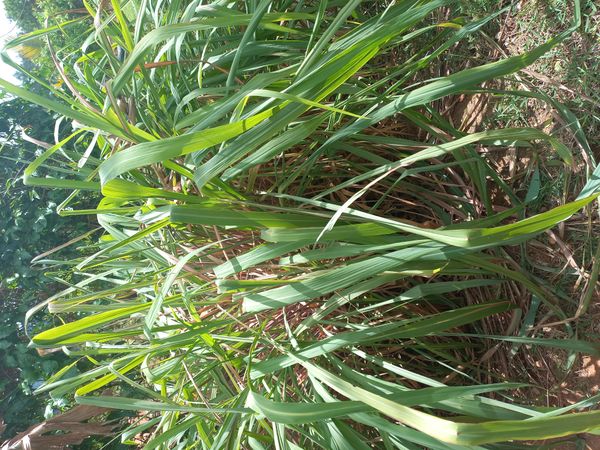Identificação da planta Citronela por foto