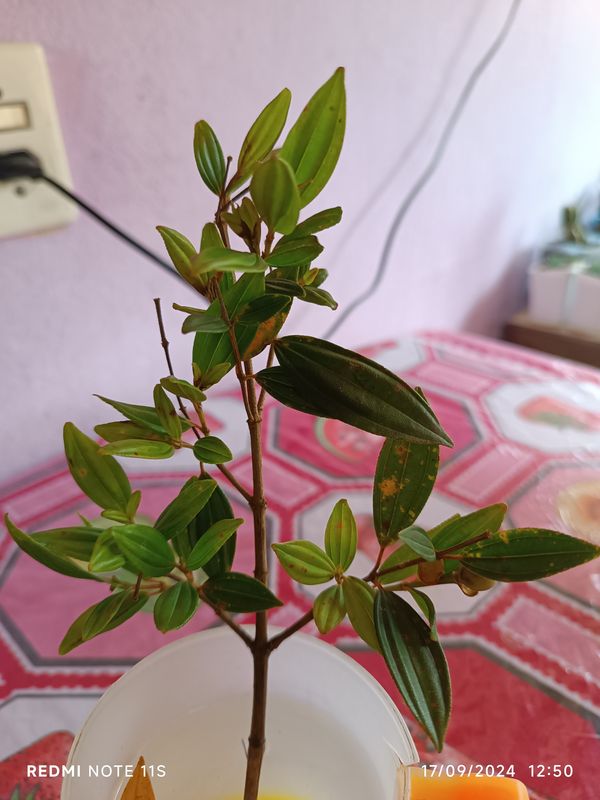 Identificação da planta Manacá da serra por foto