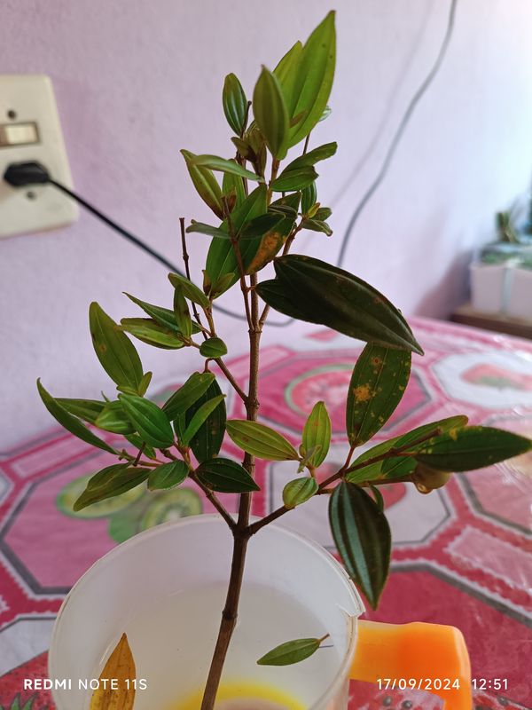 Identificação da planta Manacá da serra por foto