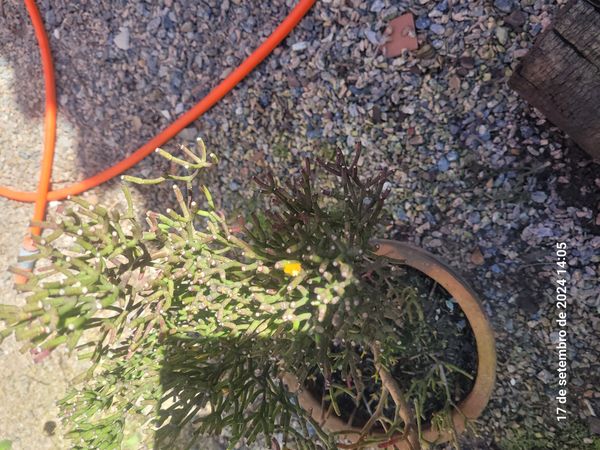 Identificação da planta Flor-de-maio por foto