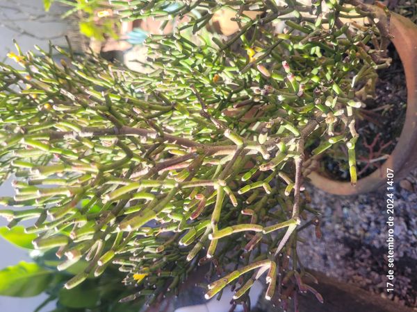 Identificação da planta Cacto-macarrão por foto