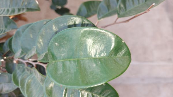 Identificação da planta Abiu-do-Pará por foto