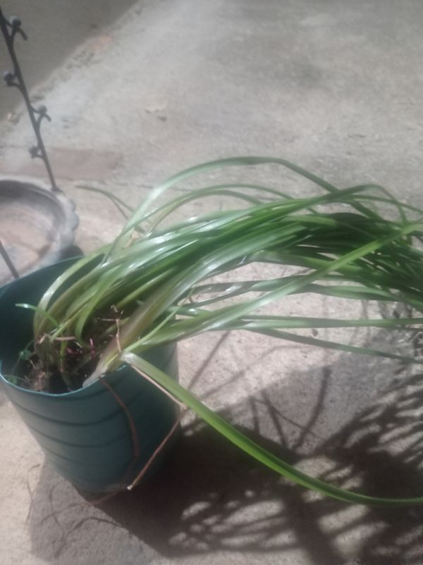 Identificação da planta Lírio-do-brejo por foto