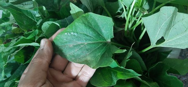 Identificação da planta Batata-doce por foto