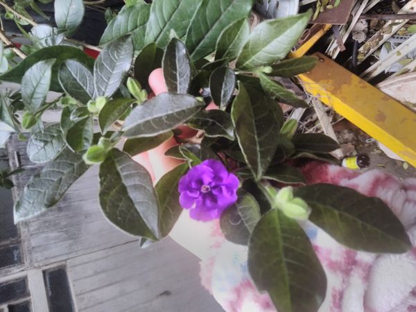 Identificação da planta Manacá-da-serra por foto
