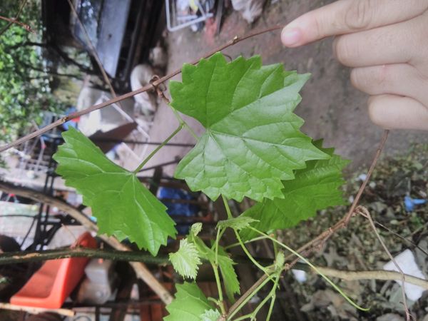 Identificação da planta Jabuticaba por foto