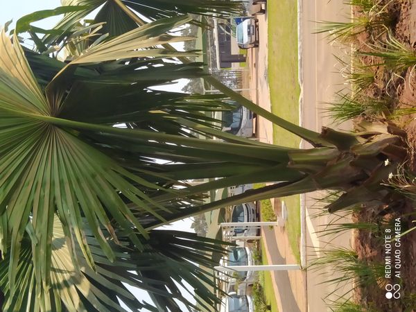 Identificação da planta Talipot por foto