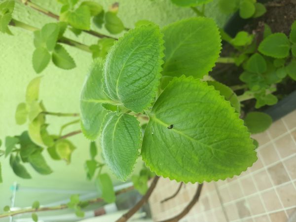 Identificação da planta Hortelã pimenta por foto