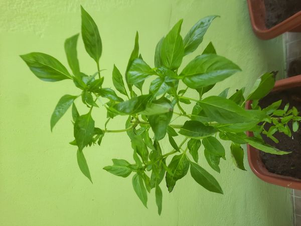 Identificação da planta Manjericão por foto