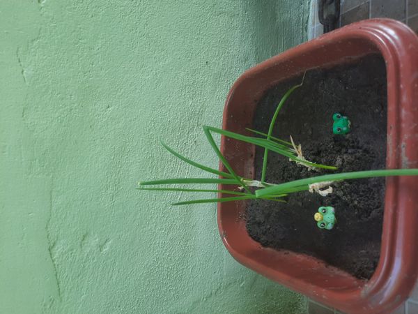 Identificação da planta Cebolinha por foto