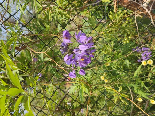 Identificação da planta Jasmim-de-soldado por foto