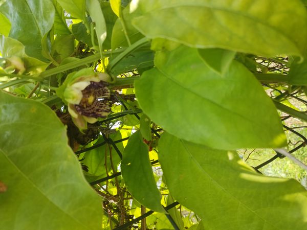 Identificação da planta Maracujá-de-quadrado por foto