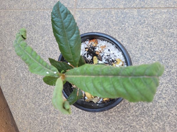 Identificação da planta Nespereira-japonesa por foto