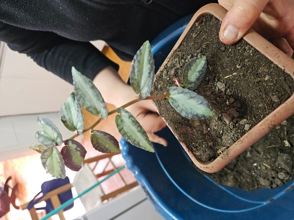 Identificação da planta Maria fumaça por foto