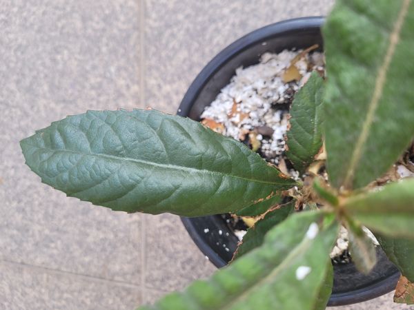 Identificação da planta Ameixinha amarela por foto