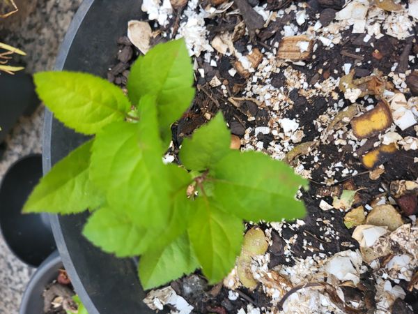 Identificação da planta Cerejeira-do-japão por foto