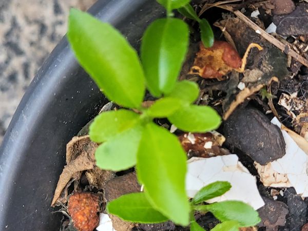 Identificação da planta Limão por foto