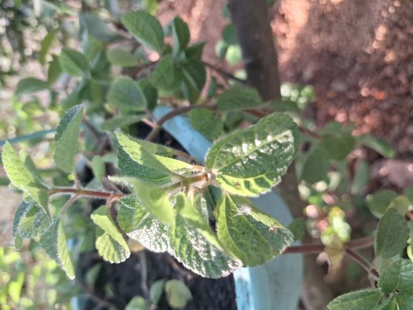 Identificação da planta Dinheiro em penca por foto